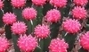 Gymnocalycium mihanovichii.