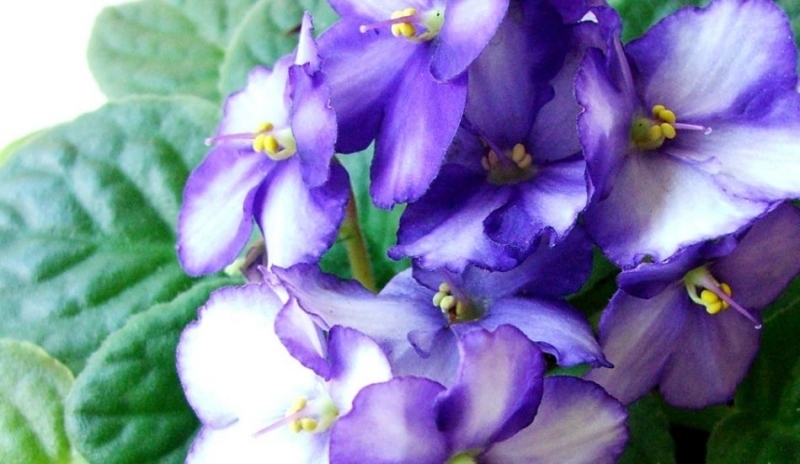 Saintpaulia ionantha - africká fialka.