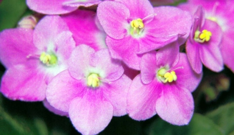 Saintpaulia ionantha - africká fialka.