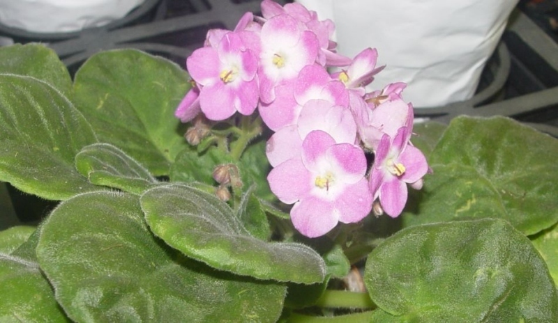 Saintpaulia ionantha - africká fialka.