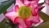 Adenium 