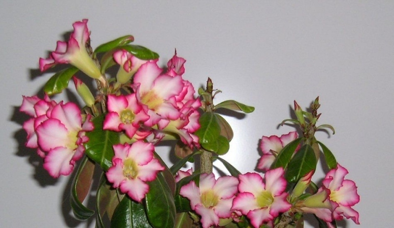 Adenium obesum