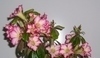 Adenium obesum