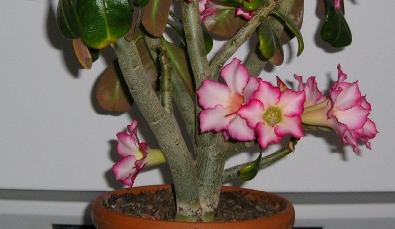 Adenium