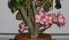 Adenium