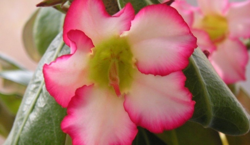 Adenium obesum.