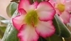 Adenium obesum.