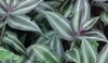 Tradescantia purpurea.