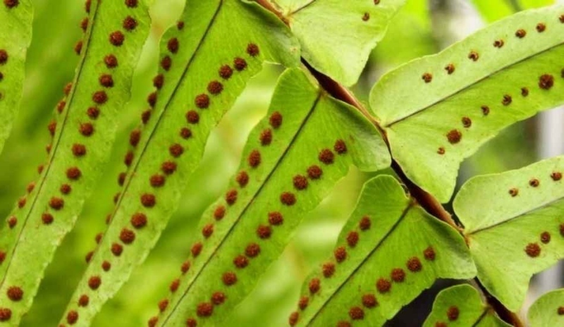 Nephrolepis exaltata.