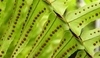 Nephrolepis exaltata.
