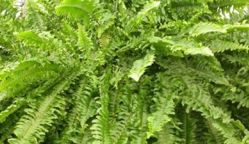 Nephrolepis exaltata.