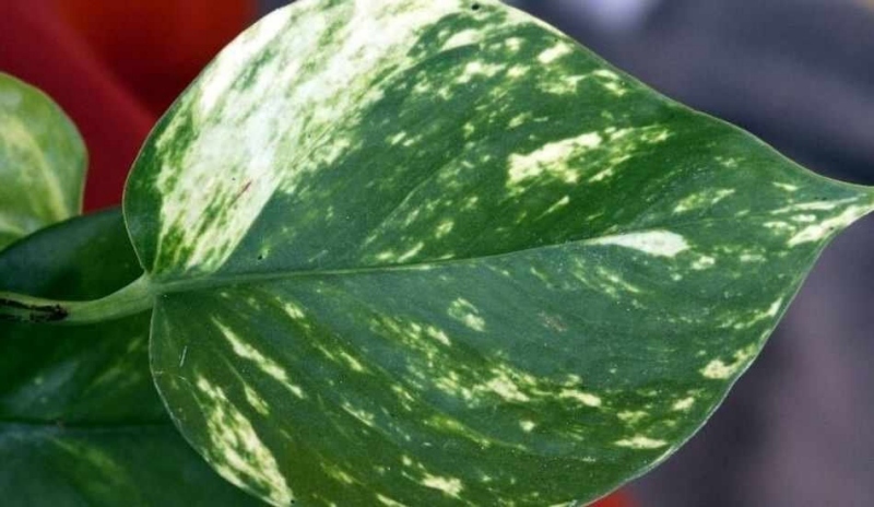 Epipremnum pinnuatum