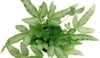 Pteris cretica