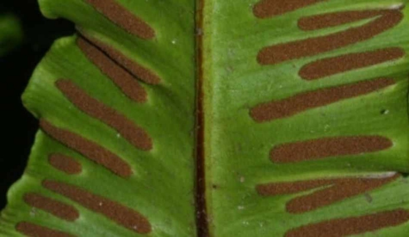 Asplenium nidus