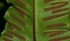Asplenium nidus