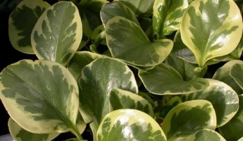 Peperomia obtusifolia