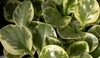 Peperomia obtusifolia