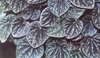 Peperomia argyrea