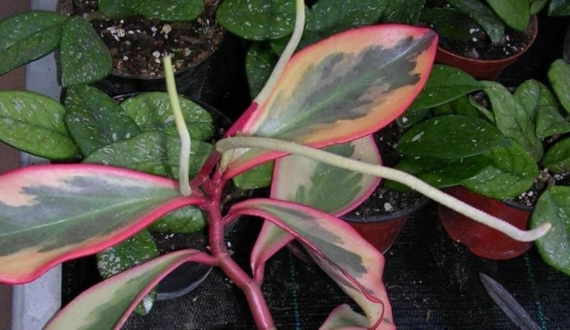 Peperomia obtusifolia