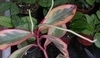 Peperomia obtusifolia