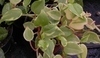 Peperomia scandens