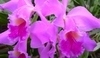 Cattleya