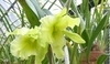 Cattleya