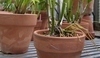 Cattleya