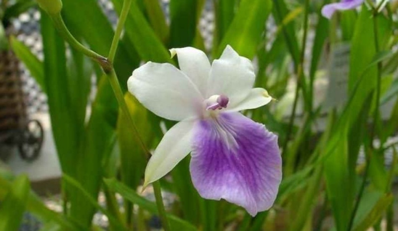 Miltonia a její pěstování
