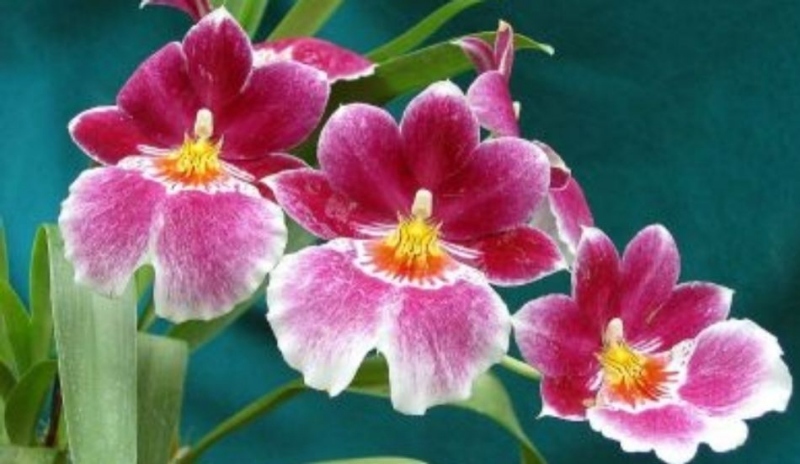 Miltonia a její pěstování