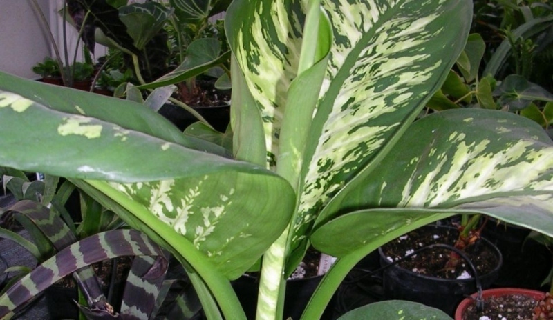Diefenbachie