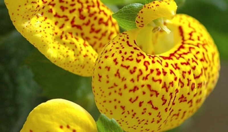 Pantoflíček (Calceolaria)