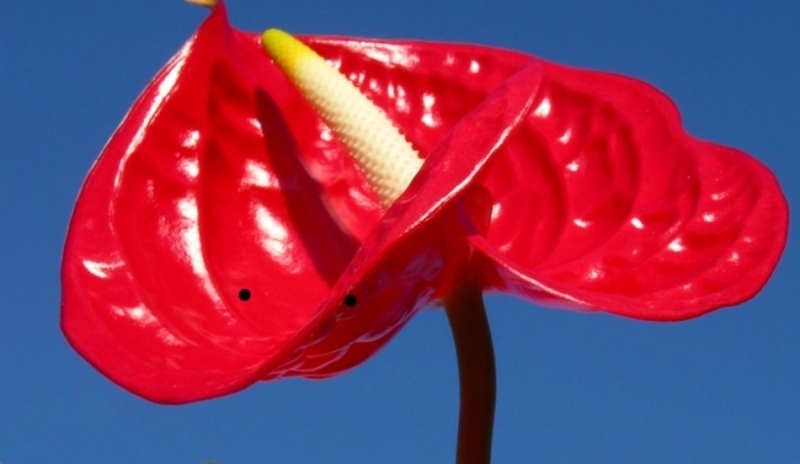 Anthurium x scherzerianum
