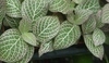 Fittonie (Fittonia)