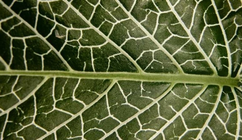 Fittonie (Fittonia)