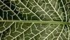 Fittonie (Fittonia)
