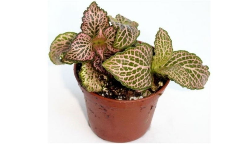 Fittonie (Fittonia)