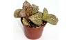 Fittonie (Fittonia)