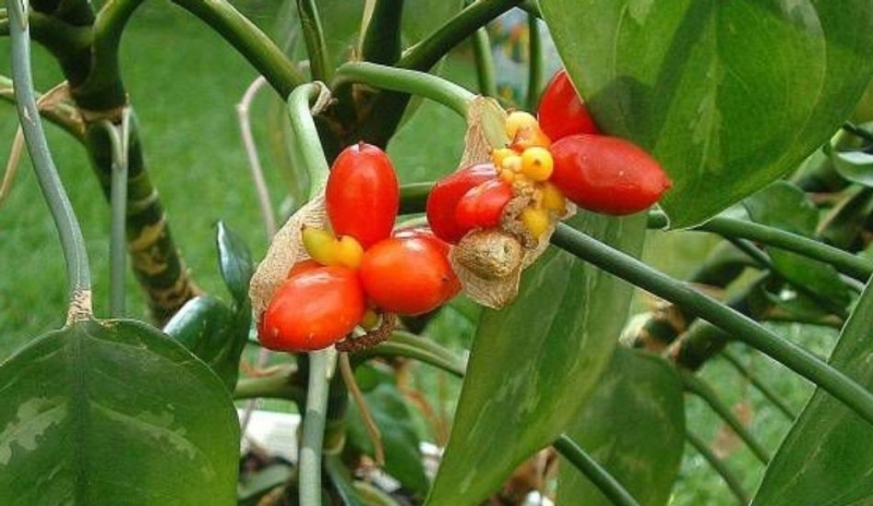 Plody aglaonemy 