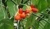 Plody aglaonemy 