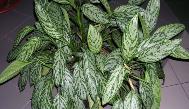 Aglaonema.