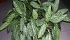 Aglaonema.