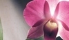 Dendrobium