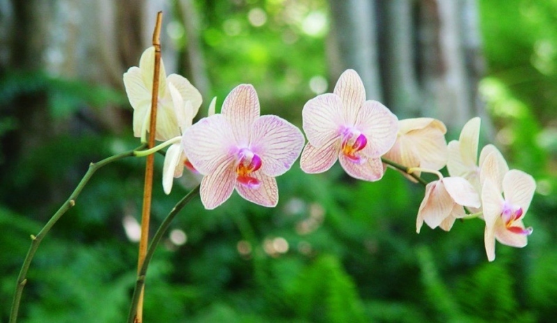 Dendrobium