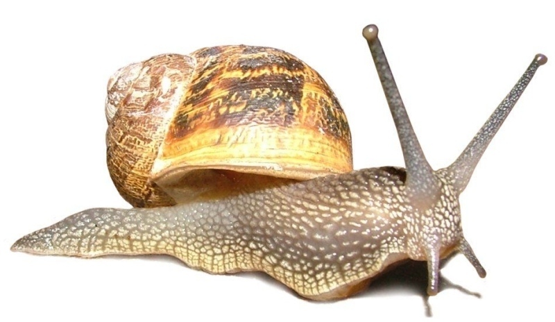 Hlemýžď zahradní