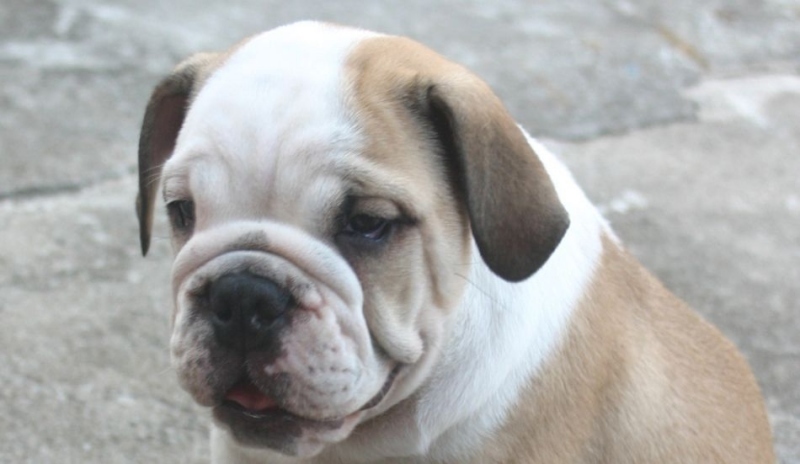 Anglický buldog
