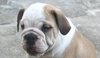 Anglický buldog