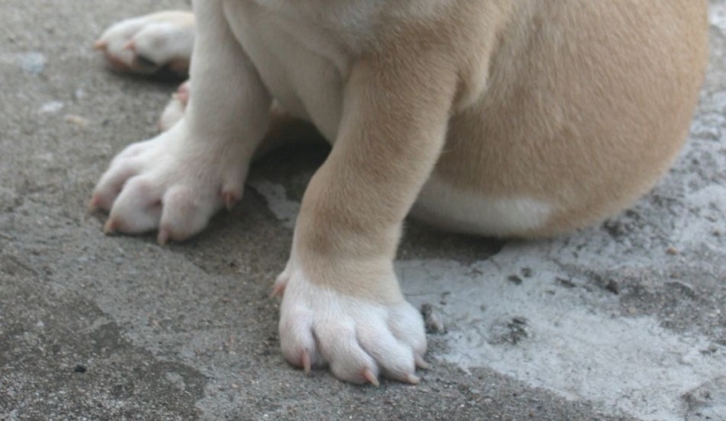 Anglický buldog