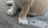 Anglický buldog