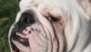 Anglický buldog